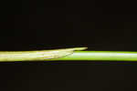 Weakstalk bulrush